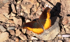 Eurytela dryope angulata