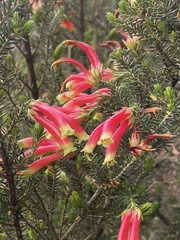 Erica unicolor