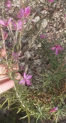Chamaenerion dodonaei