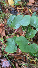 Passiflora lutea