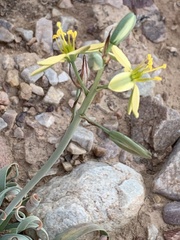 Albuca concordiana