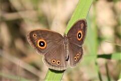 Brakefieldia perspicua