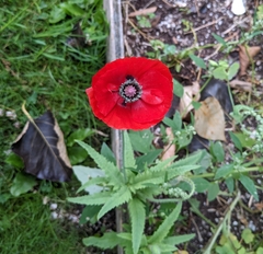 Papaver rhoeas