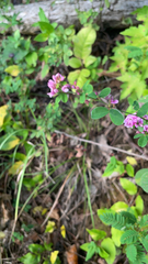 Lespedeza virginica