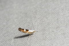 Argyresthia oreasella