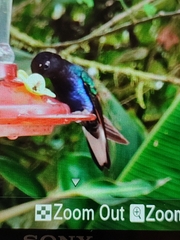 Boissonneaua jardini