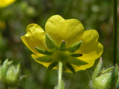 Potentilla pedata