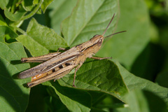Chorthippus loratus