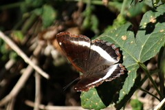 Eurytela hiarbas angustata