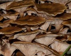 Physalacriaceae