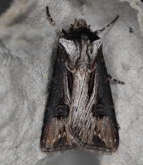 Agrotis venerabilis
