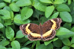 Junonia elgiva