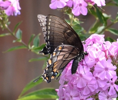 Papilio glaucus