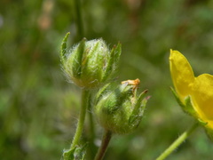 Potentilla pedata