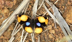 Junonia hierta cebrene