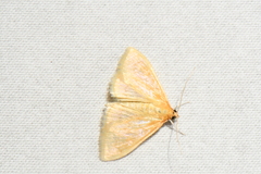 Pyraustini