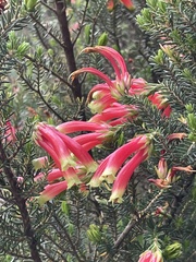 Erica unicolor