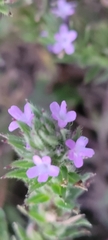 Verbena bracteata