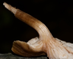 Physalacriaceae