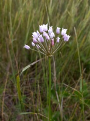Allium angulosum