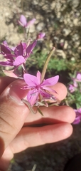 Chamaenerion dodonaei