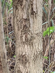 Sambucus canadensis