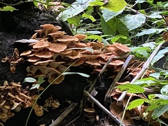 Physalacriaceae