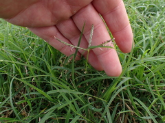Paspalum distichum
