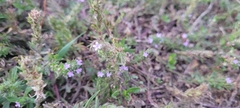 Verbena bracteata