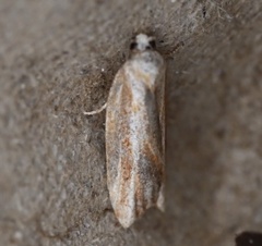Acleris variana