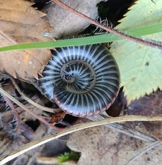 Ommatoiulus sabulosus