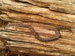 Leopard Dwarf Boa photo 4