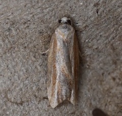 Acleris variana