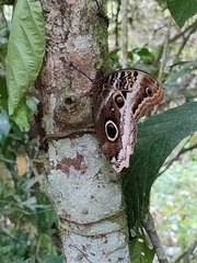 Caligo