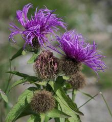 Centaurea phrygia pseudophrygia
