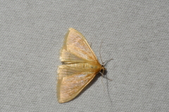 Pyraustini
