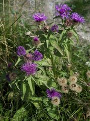 Centaurea phrygia pseudophrygia