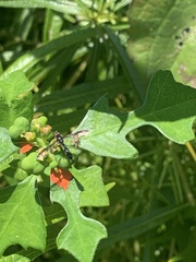 Pelecinobaccha costata