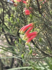 Erica unicolor