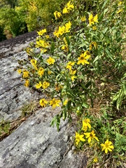 Coreopsis major