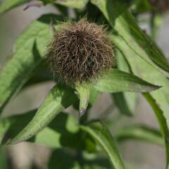 Centaurea phrygia pseudophrygia
