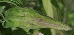 Centaurea phrygia pseudophrygia