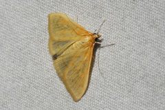 Pyraustini