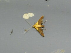 Agrotera citrina
