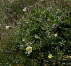 Schlagintweitia intybacea