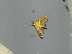 Agrotera citrina