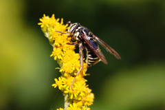Spilomyia fusca