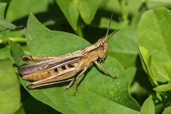 Chorthippus loratus