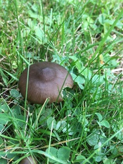 Entoloma sericeum