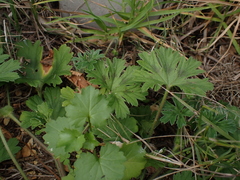 Pelargonium alchemilloides